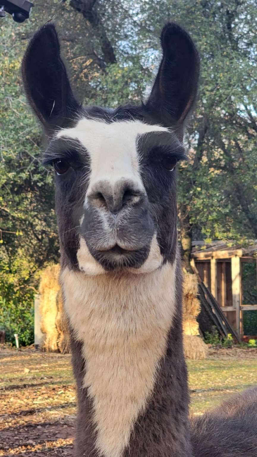 Reggie the llama at Lazy Llama Ranch